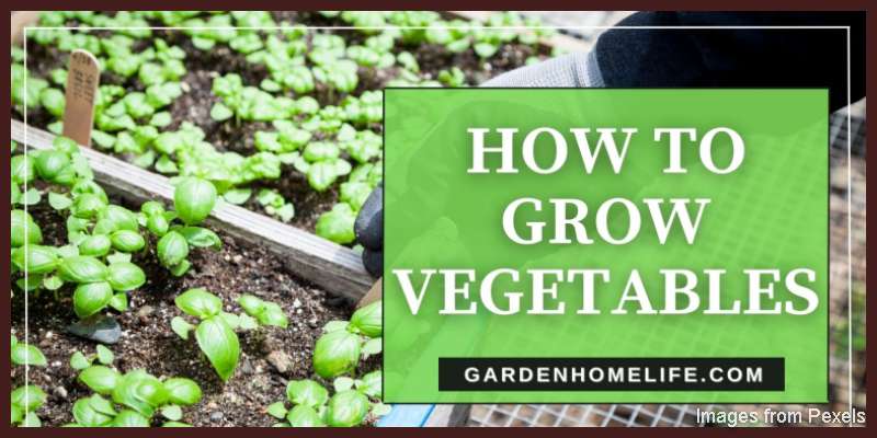 HOW-TO-GROW-VEGETABLES-