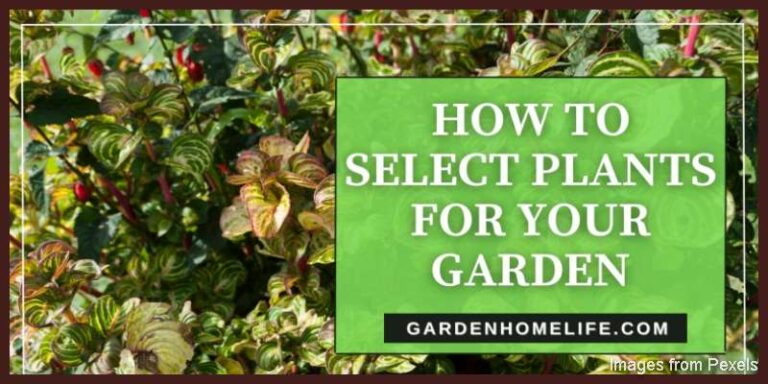 HOW-TO-SELECT-PLANTS-FOR-YOUR-GARDEN-