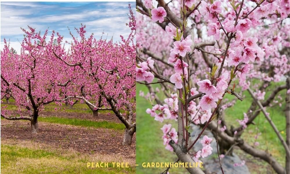best trees selection gardenhomelife