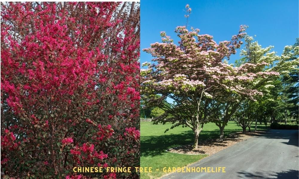 best trees for garden