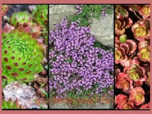 alpine plant selection
