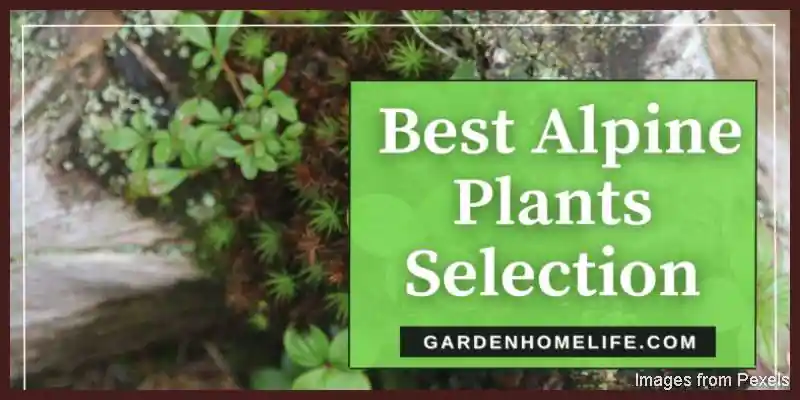 Best-Alpine-Plants-Selection-1536x864-1.jpg