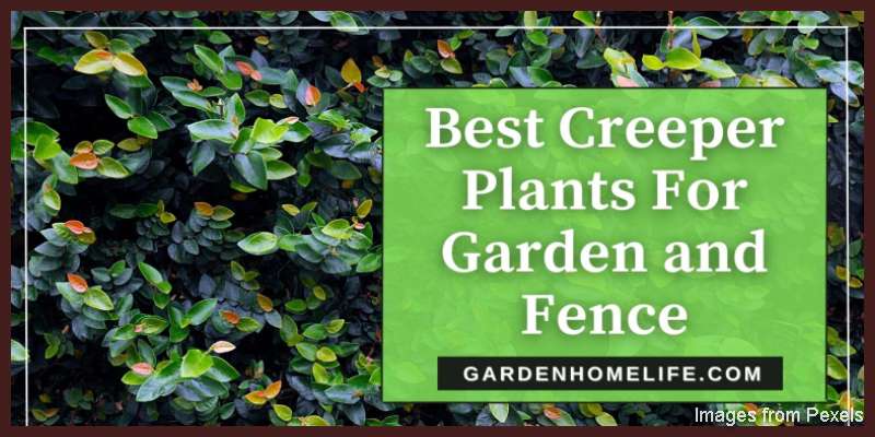 Best-Creeper-Plants-For-Garden-and-Fence-