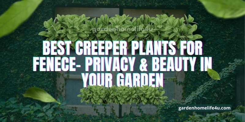 Best Creeper Plants For Fenece- Privacy & Beauty In Your Garden