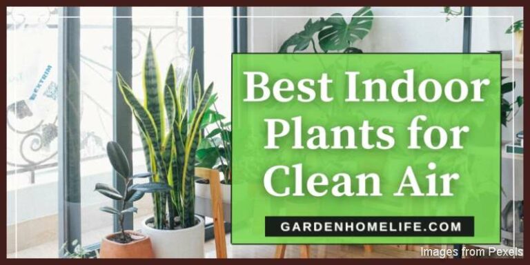 Best-Indoor-Plants-for-Clean-Air