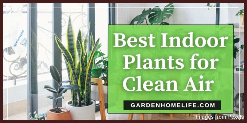 Green Air Purifiers Best Houseplants For Indoor Air Quality   Best Indoor Plants For Clean Air 1536x864 1 