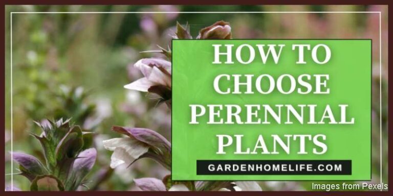 HOW-TO-CHOOSE-PERENNIAL-PLANTS-