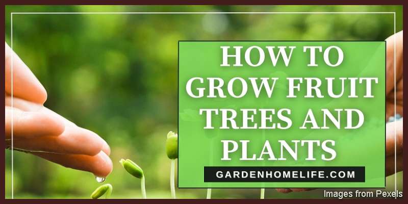 HOW-TO-GROW-FRUIT-TREES-AND-PLANTS