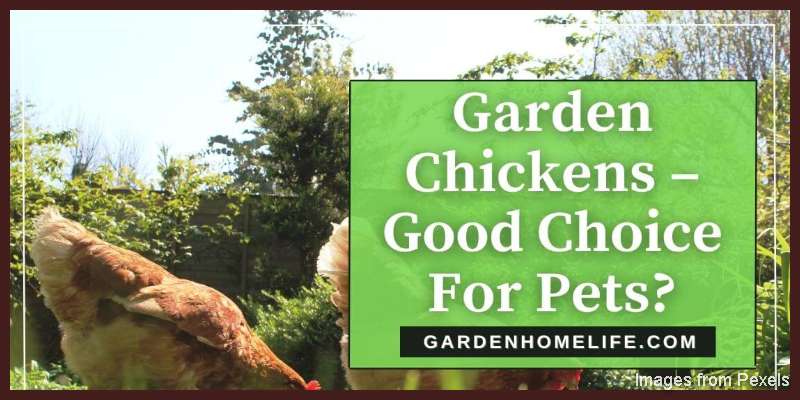 Garden-Chickens-–-Good-Choice-For-Pets