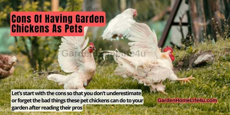 Garden Chickens – Good Choice For Pets-5