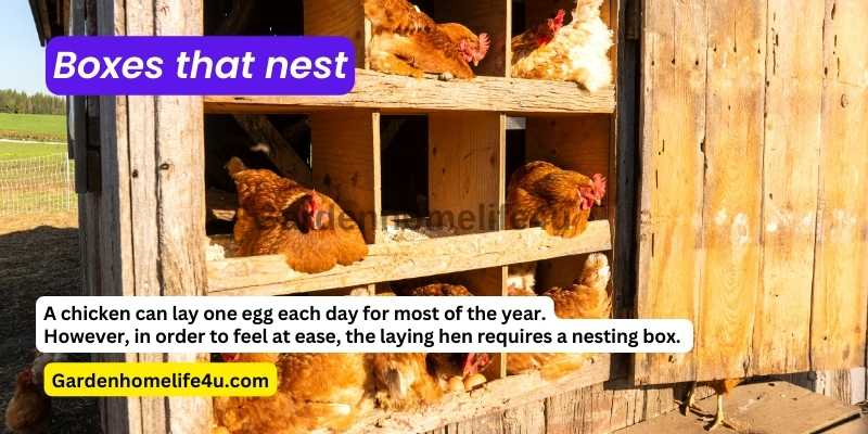 Garden Tips – Chicken Coop Ideas 3
