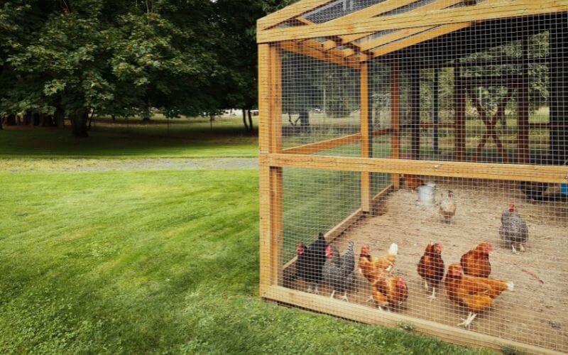Transportable Chicken coop