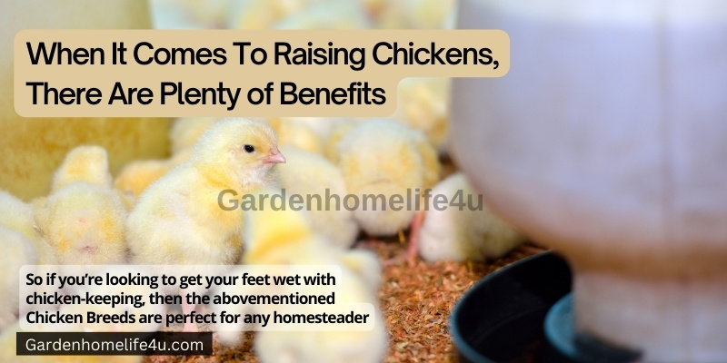 Chicken as best Pets - Interesting Chicken Breed Facts 10