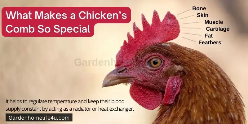 Chicken as best Pets - Interesting Chicken Breed Facts