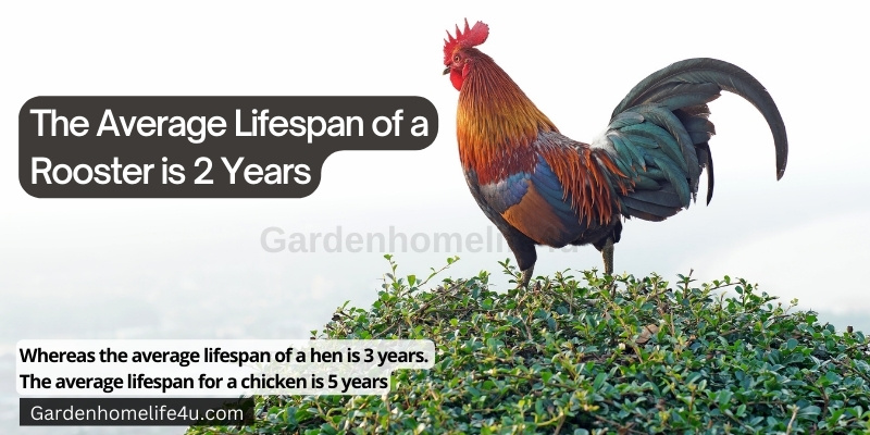Chicken as best Pets - Interesting Chicken Breed Facts 5