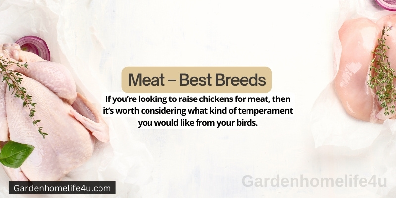 Chicken as best Pets - Interesting Chicken Breed Facts 7