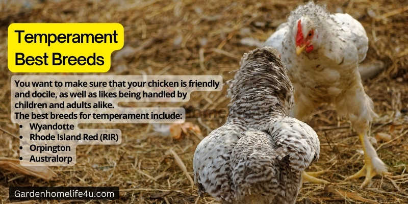 Chicken as best Pets - Interesting Chicken Breed Facts 9