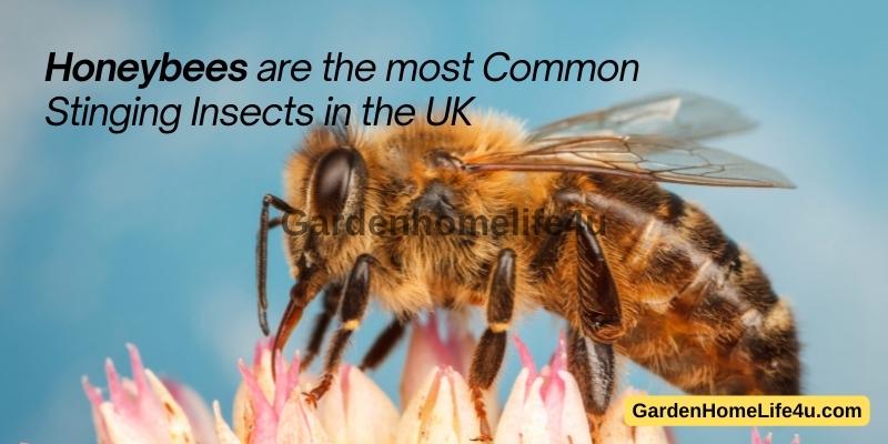 Common Bug Stings in the UK 1