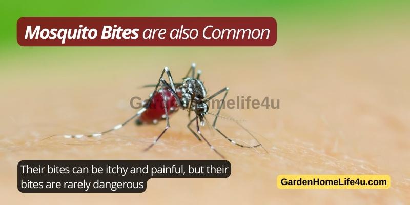 Common Bug Stings in the UK 3