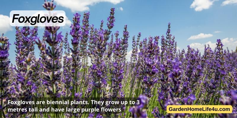 Commonly found Weeds in the UK 13