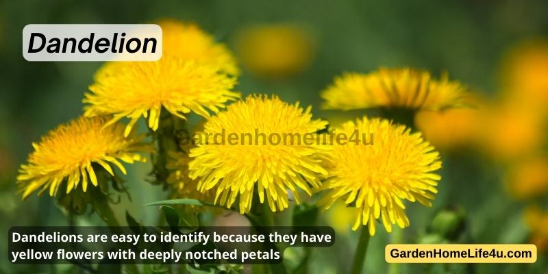Commonly found Weeds in the UK 15