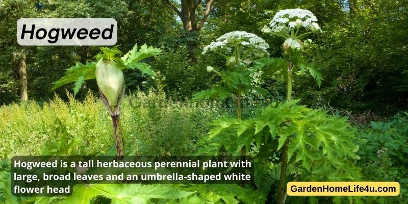 Commonly found Weeds in the UK 16
