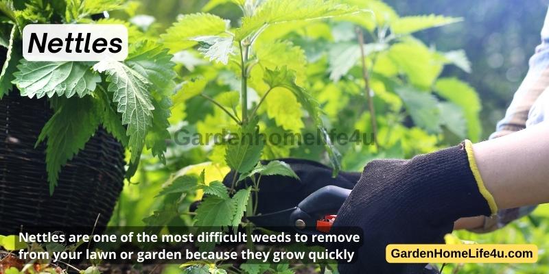 Commonly found Weeds in the UK 17