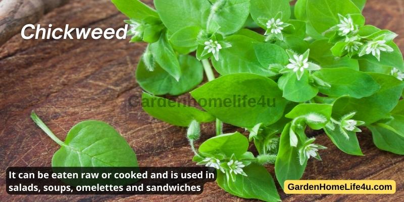 Commonly found Weeds in the UK 2