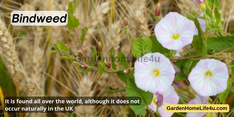 Commonly found Weeds in the UK 5