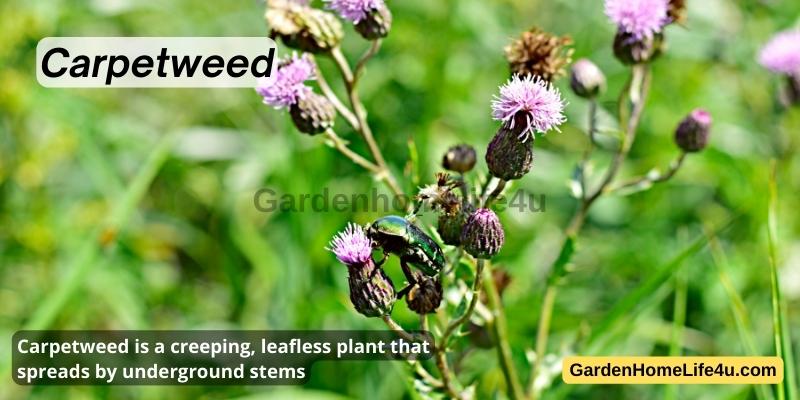 Commonly found Weeds in the UK 6