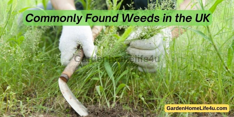 Commonly found Weeds in the UK