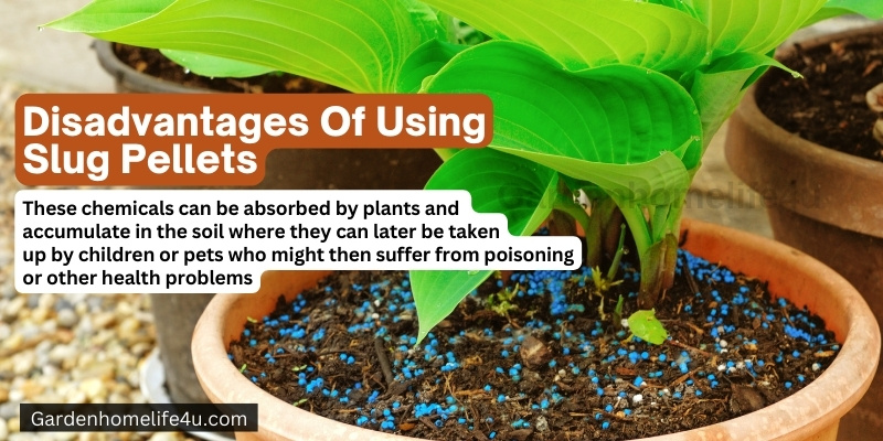 Garden Slug Preventation Tips for Beginners 4