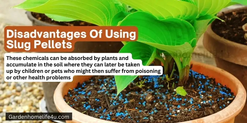 Garden Slug Preventation Tips for Beginners
