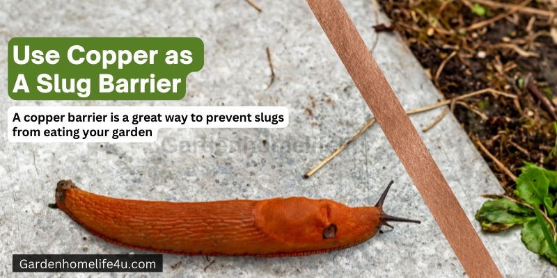 Garden Slug Preventation Tips for Beginners 6