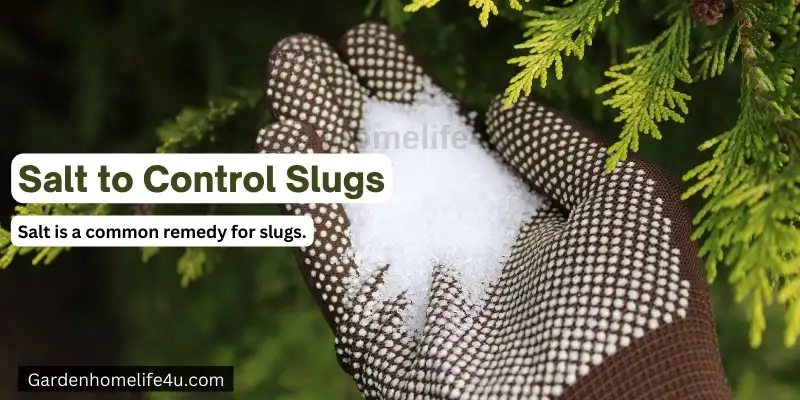 Garden Slug Preventation Tips for Beginners
