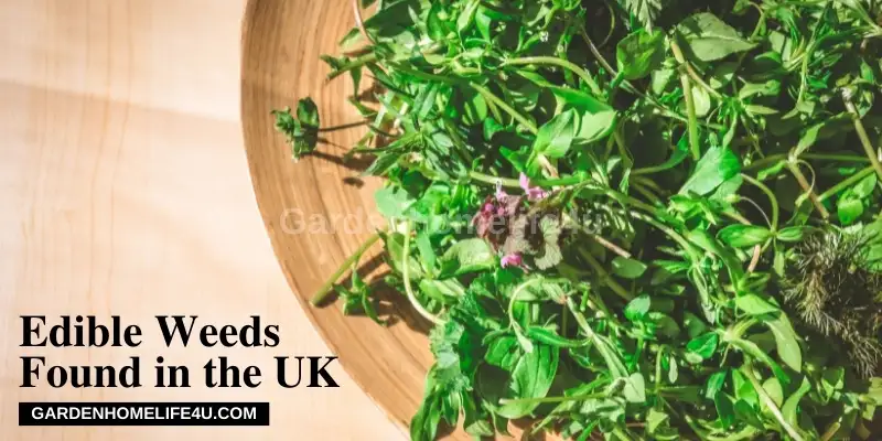 Tips for Edible weeds found in the UK