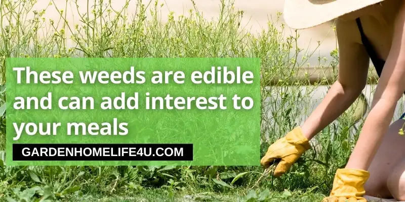 Tips for Edible weeds found in the UK 