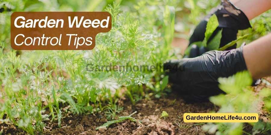 Garden Weed control Tips 1