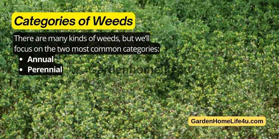 Garden Weed control Tips 3