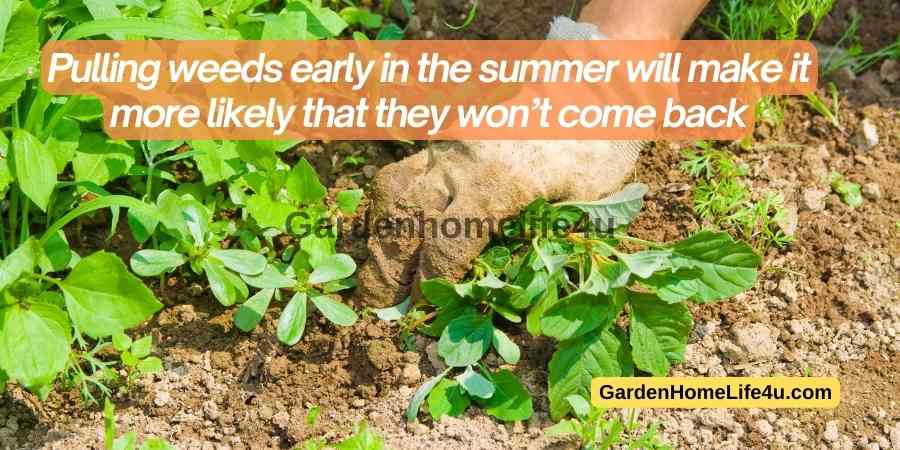 Garden Weed control Tips 6