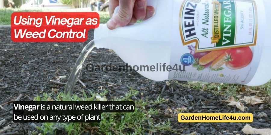 Garden Weed control Tips 7