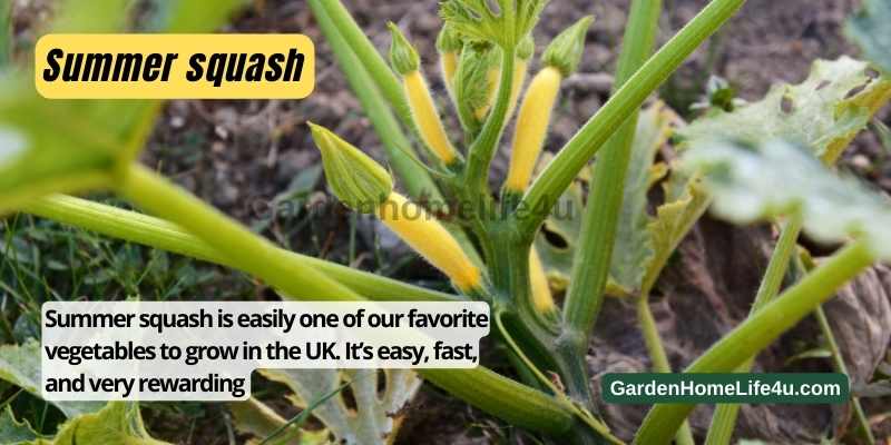 How to Grow Summer Squash in the Backyard 2