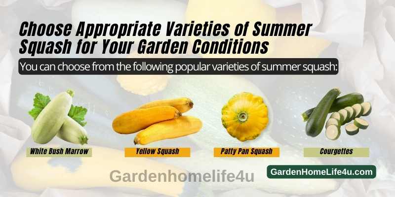 How to Grow Summer Squash in the Backyard 4