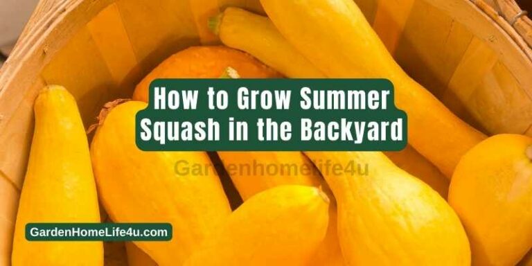 How to Grow Summer Squash in the Backyard 1