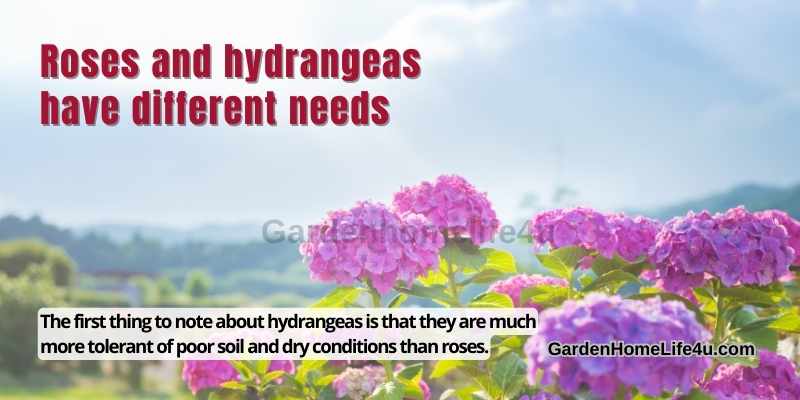 How to Properly Care for Love Roses and Hydrangeas 2
