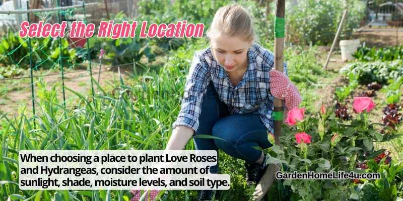 How to Properly Care for Love Roses and Hydrangeas 3