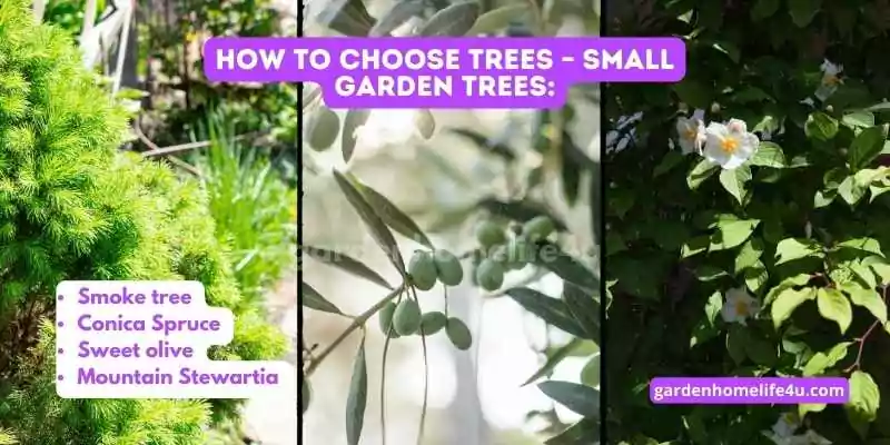 Growing with Purpose-Tips for Selecting the Perfect Trees_3