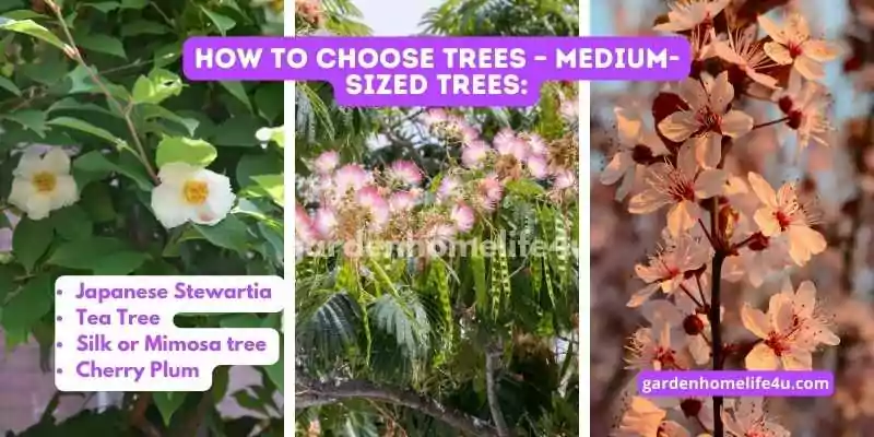 Growing with Purpose-Tips for Selecting the Perfect Trees_5