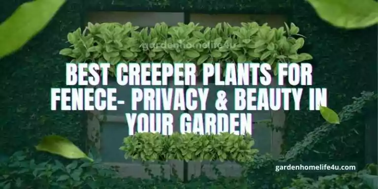 Best Creeper Plants for Fenece- Privacy & Beauty in Your Garden-1
