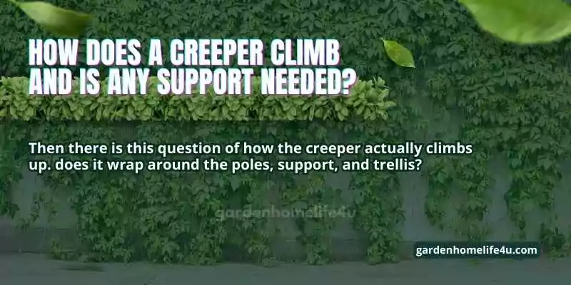 Best Creeper Plants for Fenece- Privacy & Beauty in Your Garden-2